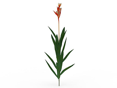 3d花草植物模型