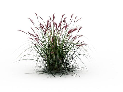 3d芦苇草模型