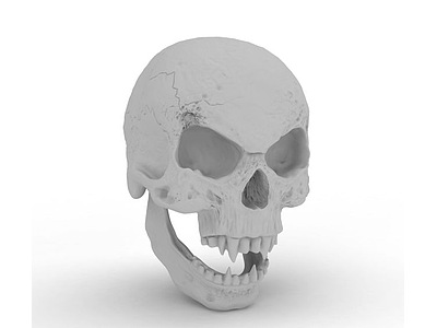 3d头骨模型