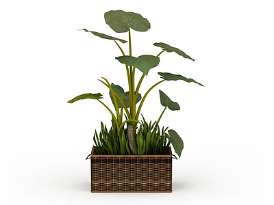 室内盆栽模型3d模型