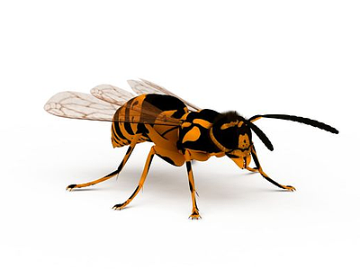 飞行动物虫子飞虫模型3d模型