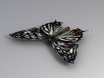 3d蝴蝶免费模型