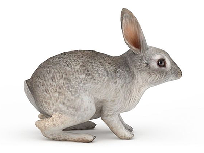 3d动物灰毛兔子免费模型