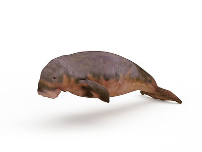 海豹模型3d模型
