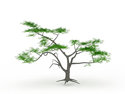 3d观赏性松树模型