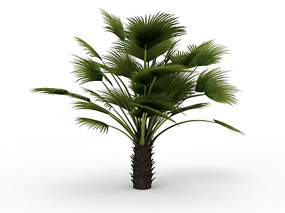 3d热带绿色植物模型
