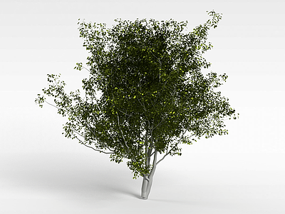 大树模型3d模型