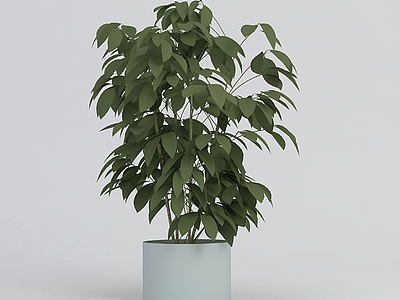 3d室内观叶绿植盆栽免费模型
