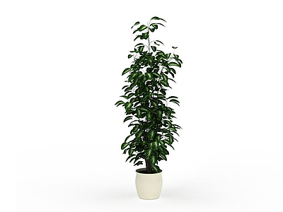 3d绿叶植物盆栽免费模型