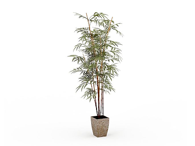 3d观赏竹子盆栽免费模型