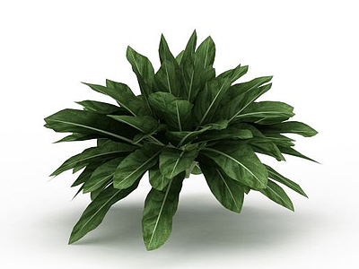 观叶绿植模型3d模型
