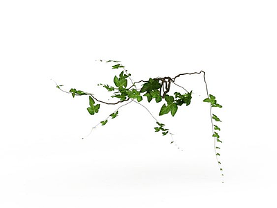 藤蔓植物模型
