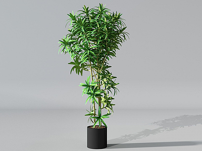 3d现代盆栽绿竹模型