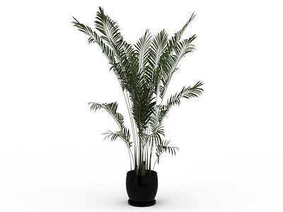 3d袖珍椰子树免费模型