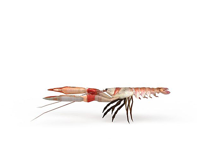 南美虾模型3d模型
