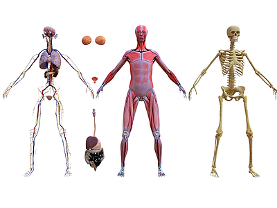 3d现代女性人体解剖结构模型