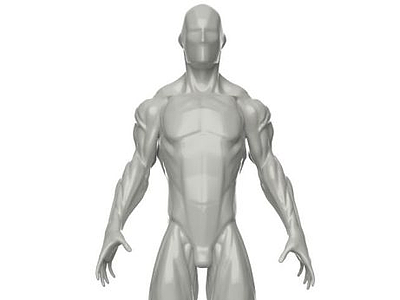3d人体肌肉模型