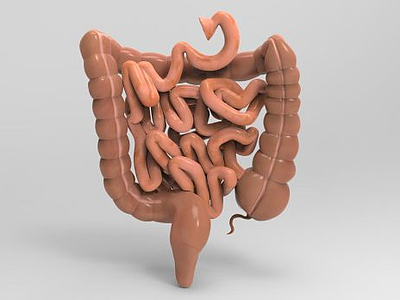 小肠和大肠结构模型3d模型