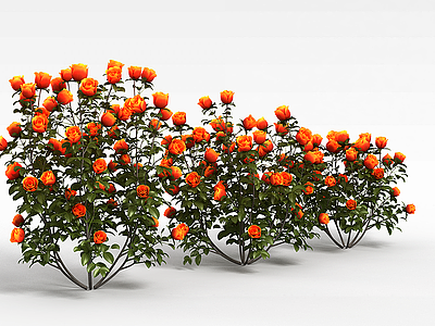 玫瑰花丛模型3d模型