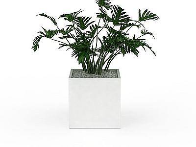 室内盆栽植物模型3d模型