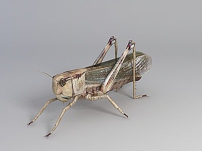 蝗虫模型3d模型