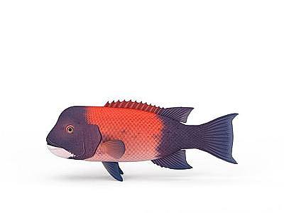 热带鱼模型3d模型