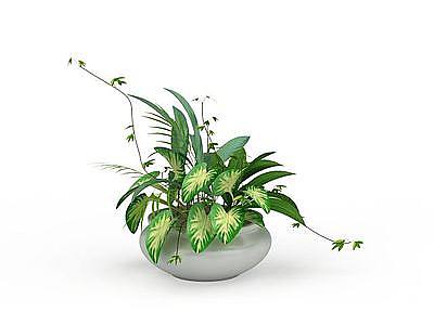 3d盆栽植物免费模型