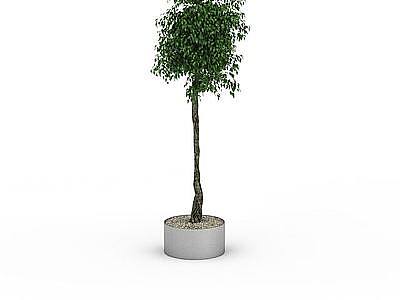 3d景观植物免费模型