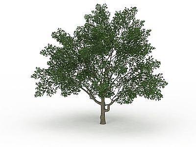 国槐树模型