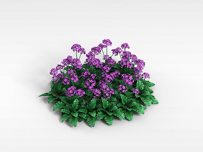 3d紫色花卉模型