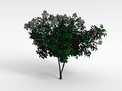 3d白色花朵树木模型