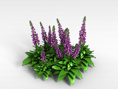 3d紫色栀子花模型