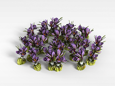 3d紫色园艺花朵模型