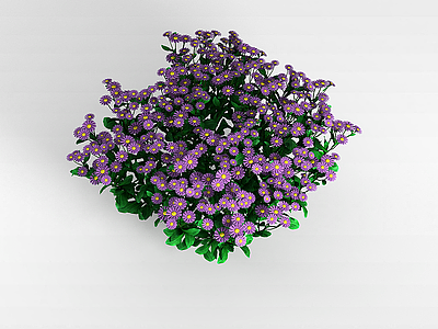 3d紫色雏菊模型