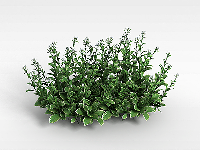 大叶白花植物模型