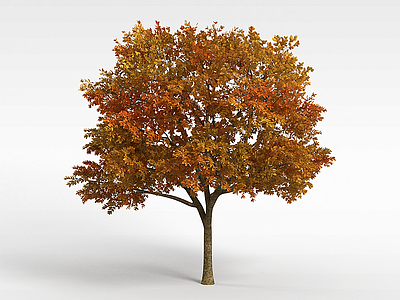 大树冠黄叶树模型3d模型