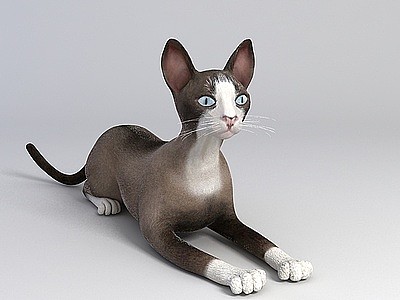 3d灰色家猫免费模型