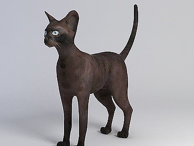 黑猫模型3d模型