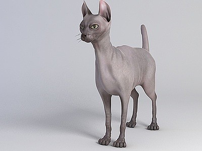 斯芬克斯猫模型3d模型