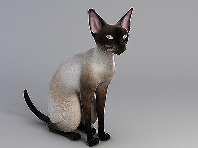 白色花纹猫模型3d模型