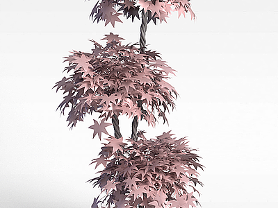 公园枫树模型3d模型