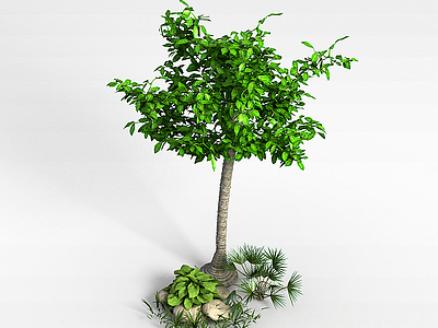 热带灌木模型