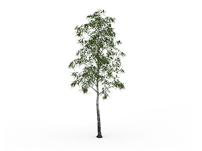 园林杨树模型