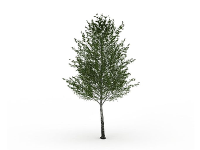3d公园白杨树免费模型