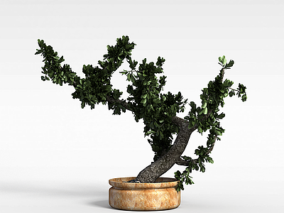 灌木盆栽模型3d模型