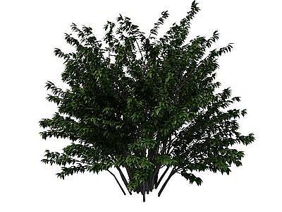 公园绿化树模型3d模型