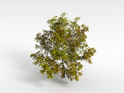 3d嫩绿阔叶树模型