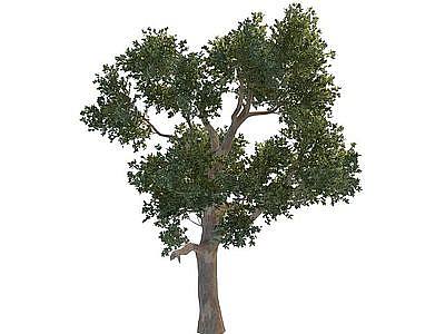 桉树模型3d模型