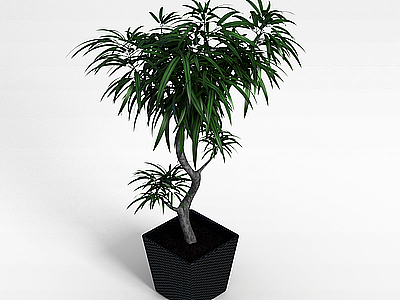 3d盆栽植物模型