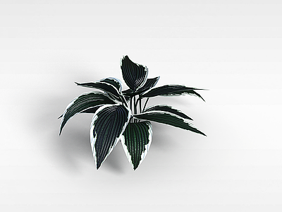 3d观叶植物模型